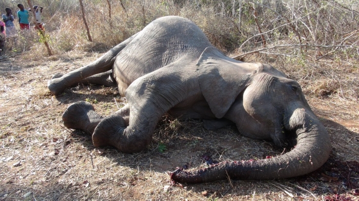 African Elephant Hunting tuskless-31168x657_1522527704