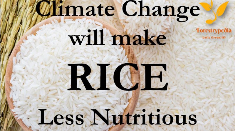 Climate change will make Rice less Nutritious