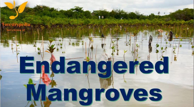 Endangered Mangroves - Forestrypedia