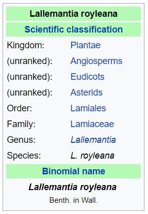 Lallemantia royleana classification