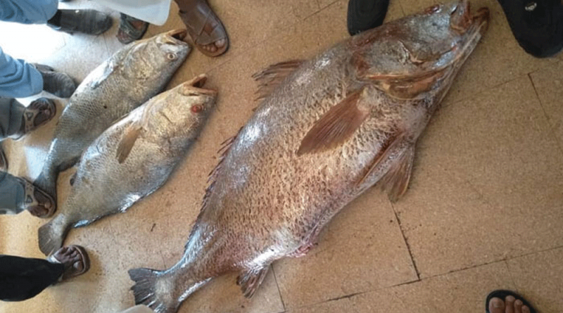 A man from Gwadar Sells Rare Fish over One Million Rupees - Sowa Kir Fish Million Rupees Fish