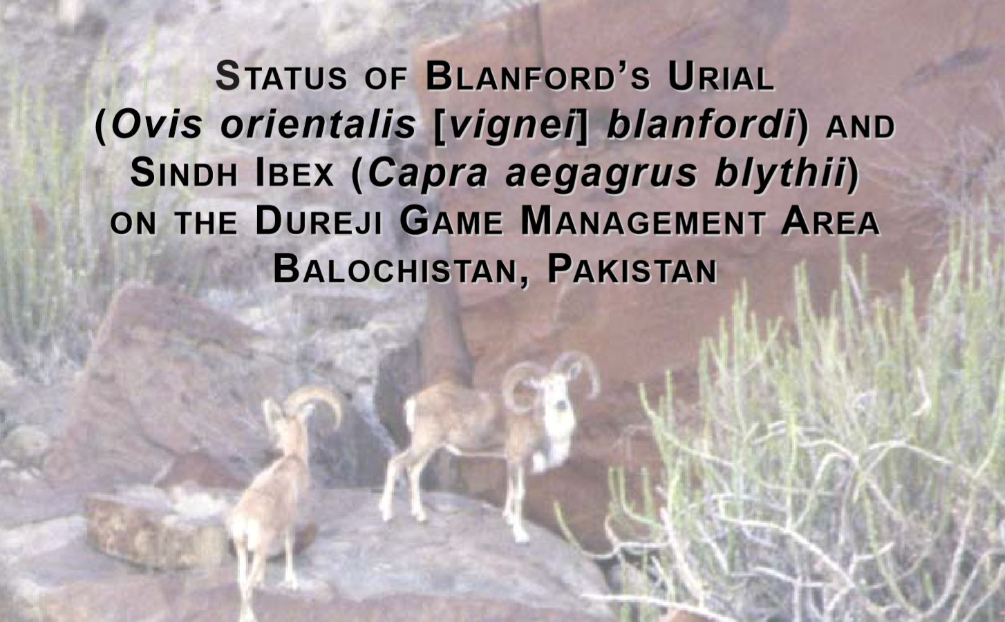 Status of Blanford's Urial (Ovis orientalis [vignei] blanfordi) and Sindh Ibex (Capra aegagrus blythii) on the Dureji Game Management Area Balochistan Pakistan