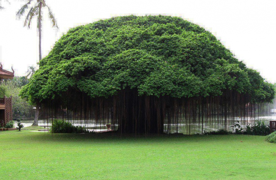 A Ficus Tree in Philippines- 14 Most Beautiful Trees in the World