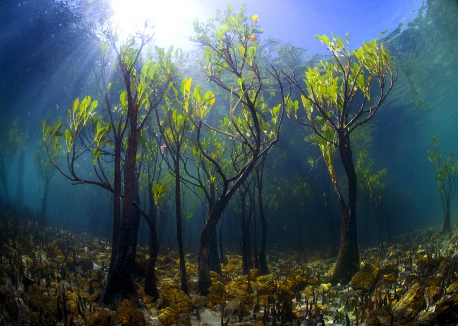 A Young Mango Tree Underwater- 14 Most Beautiful Trees in the World