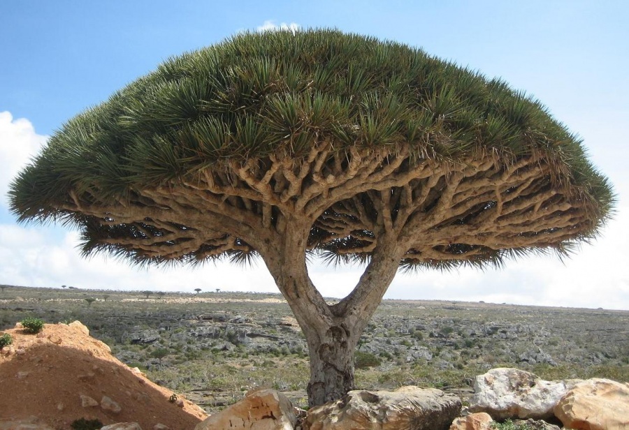 A Dragon Tree, Socotra Island- 14 Most Beautiful Trees in the World