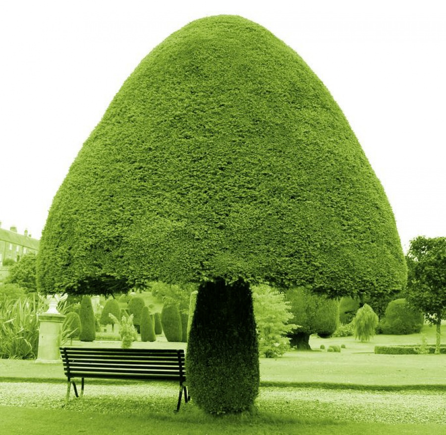 A Mushroom-Shaped Tree  - 14 Most Beautiful Trees in the World