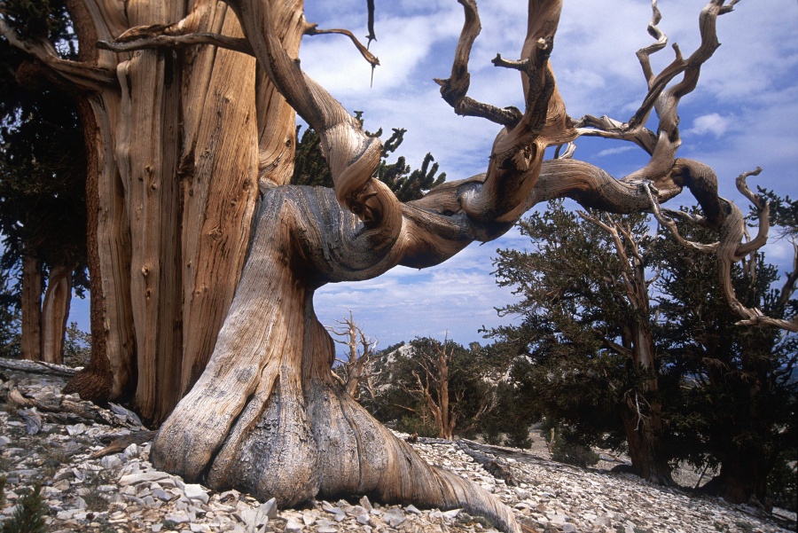 Bristlecone Pine — The Oldest Trees on Earth- 14 Most Beautiful Trees in the World