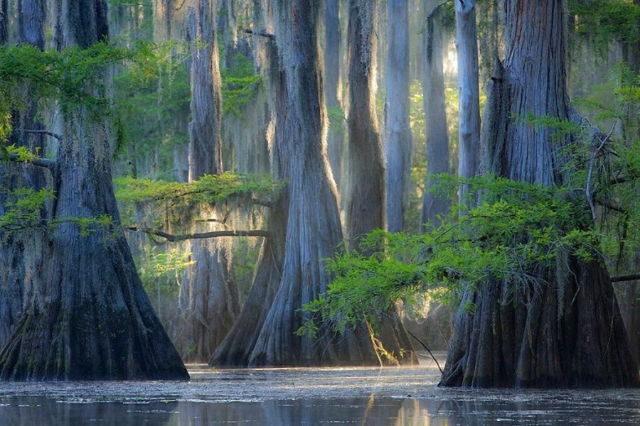 Cypress Trees, Caddo Lake - 14 Most Beautiful Trees in the World