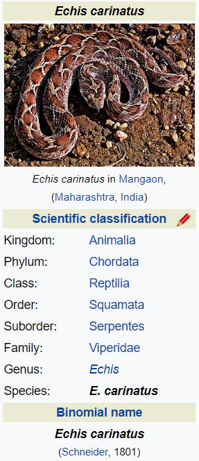 Saw-Scaled Viper (Echis carinatus) of Pakistan 