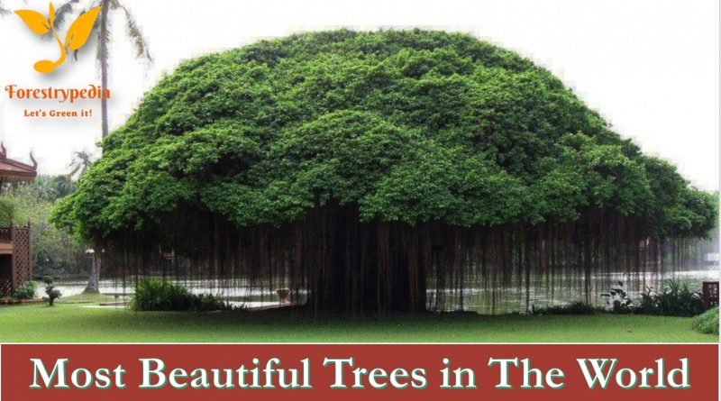 The 14 Most Beautiful Trees in The World - Forestrypedia
