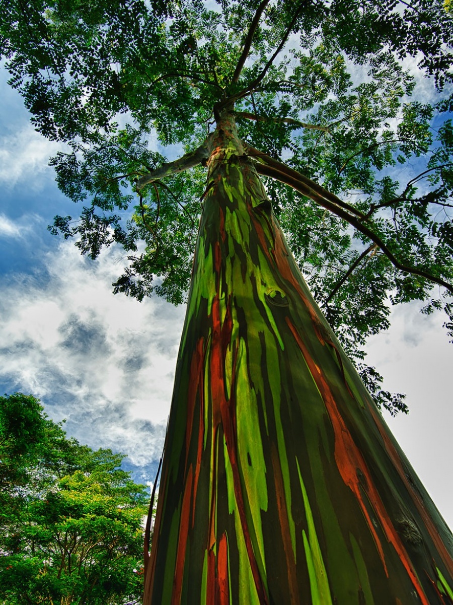 Rainbow Eucalyptus trees, Hawaii - 14 Most Beautiful Trees in the World