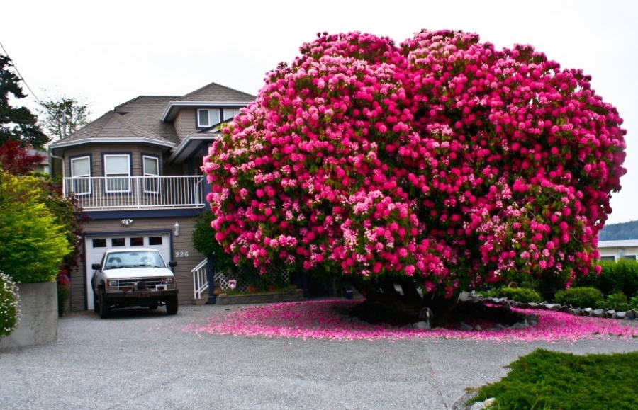 A 125-year-old Rhododendron Tree in Canada  - 14 Most Beautiful Trees in the World