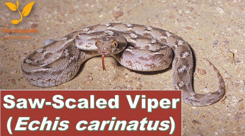 Saw Scaled Viper Echis carinatus in Pakistan