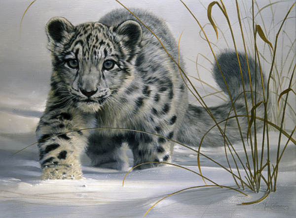 Snow Leopard (Panthera uncia)| Facts, Figures & Informations - Forestrypedia