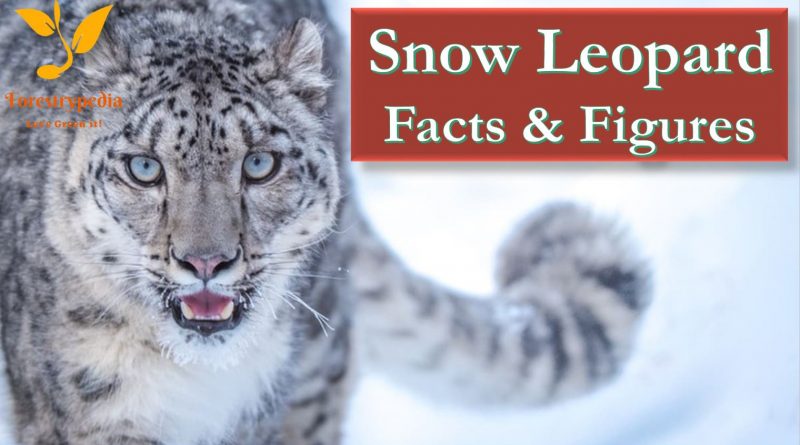 Snow Leopard (Panthera uncia)| Facts, Figures & Informations - Forestrypedia