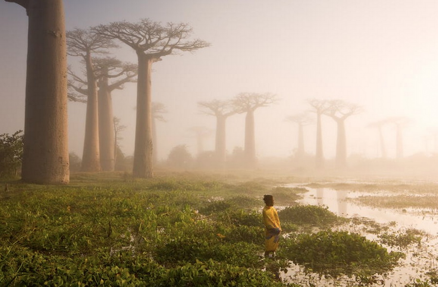 The Baobab Trees of Madagascar - 14 Most Beautiful Trees in the World