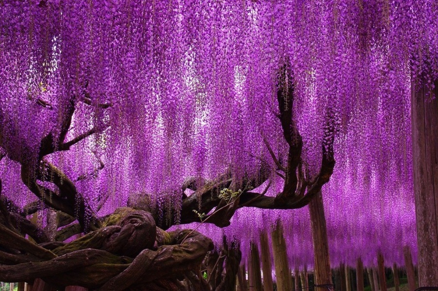 Wisteria Trees in Japan  - 14 Most Beautiful Trees in the World