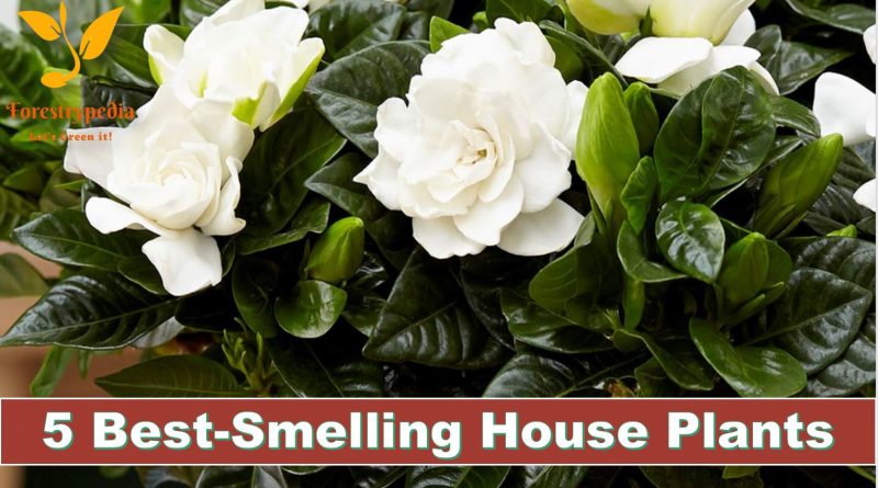 5 of The Best-Smelling House Plants - Forestrypedia