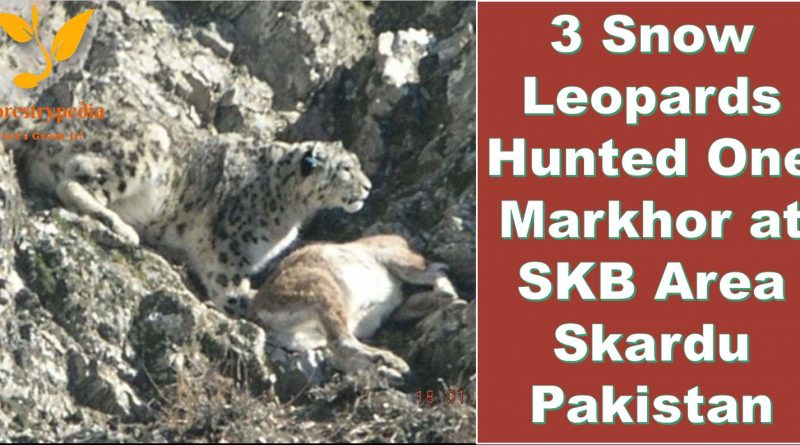 Three Snow Leopards hunted down One Markhor at SKB Area Skardu Pakistan - Forestrypedia