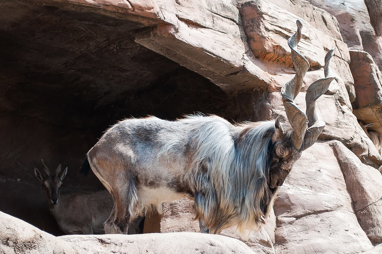 Why Markhor is Pakistan's National Animal? - Forestrypedia