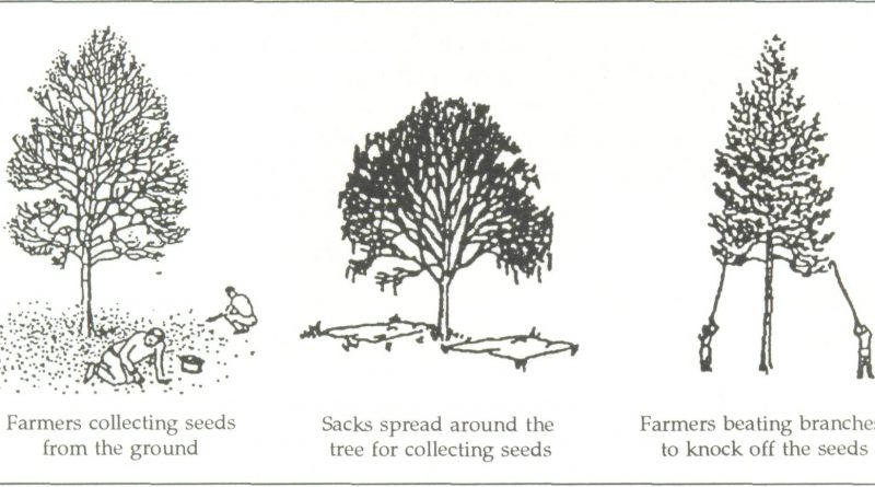 Seed Collection (Term Paper) Download PDF - Forestrypedia