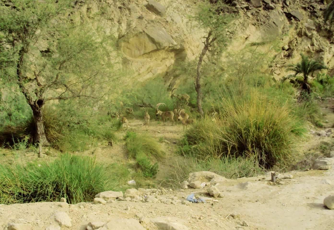 Wildlife of Hingol National Park Balochistan Pakistan - FOrestrypedia