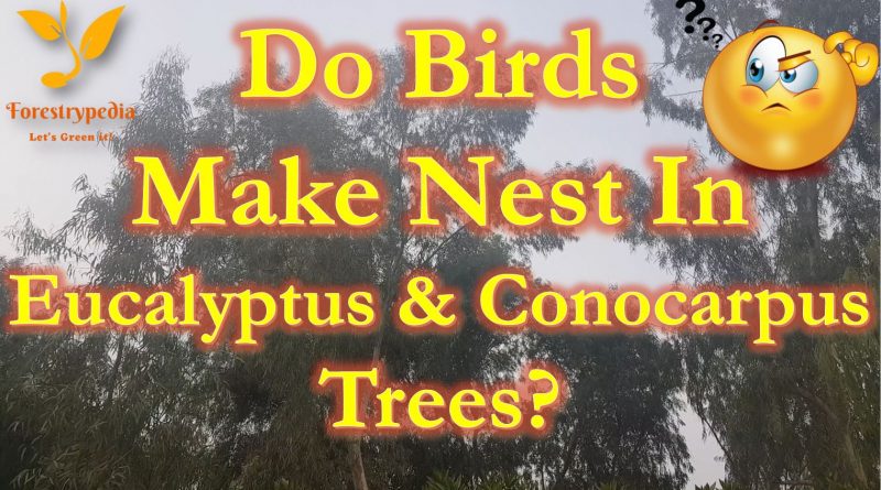 Birds nest on Eucalyptus and Conocarpus Trees - Forestrypedia