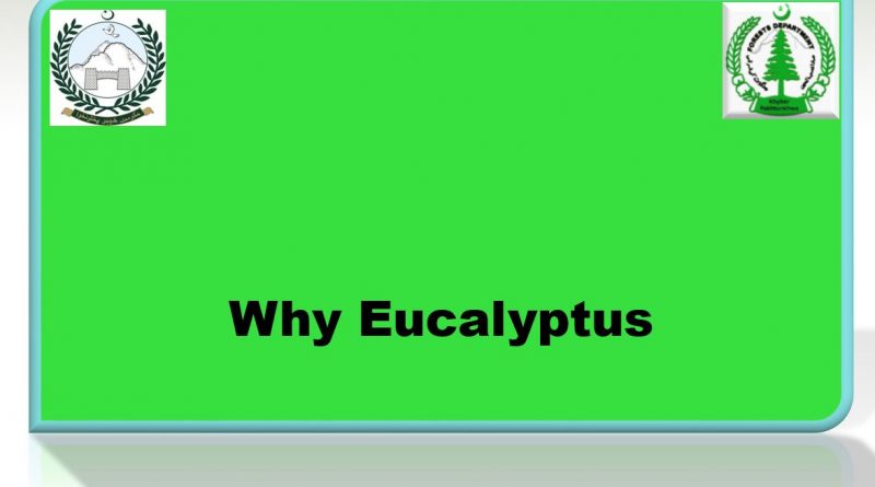 Advantages of Eucalyptus Species - Forestrypedia
