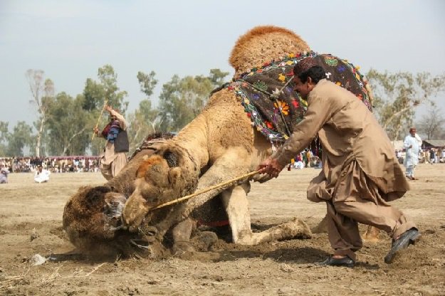 Camel Fighting - Culture or Cruelty - Forestrypedia