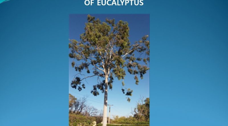 Wood Properties and Utilization of Eucalyptus (Powerpoint Presentation) - Forestrypedia