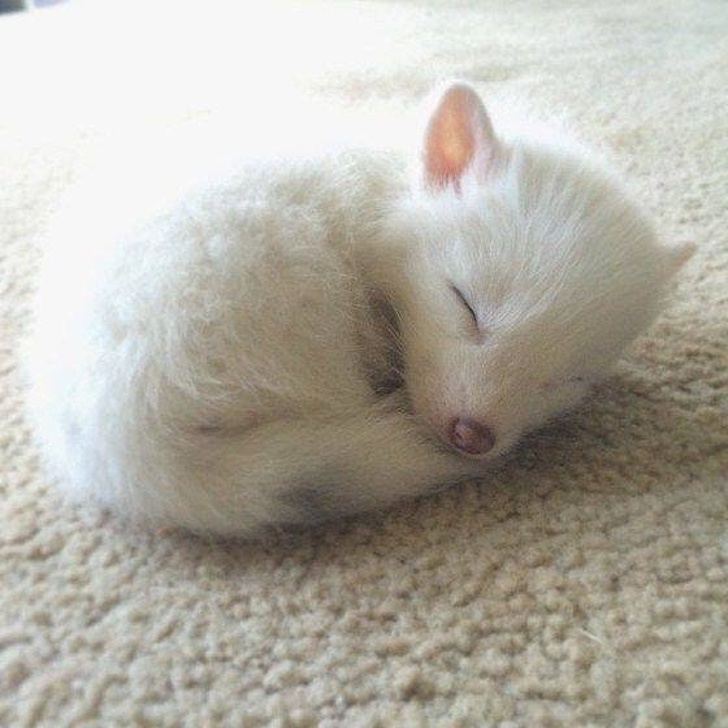 10 Baby Animals That Will Melt Your Heart - Forestrypedia