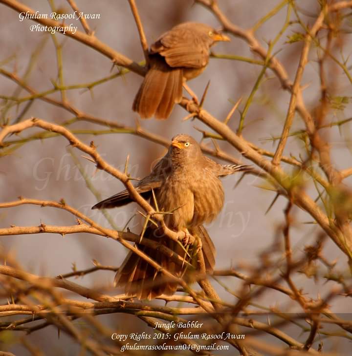 Jungle Babbler (Argya striata) - Birds of Pakistan - Forestrypedia.com