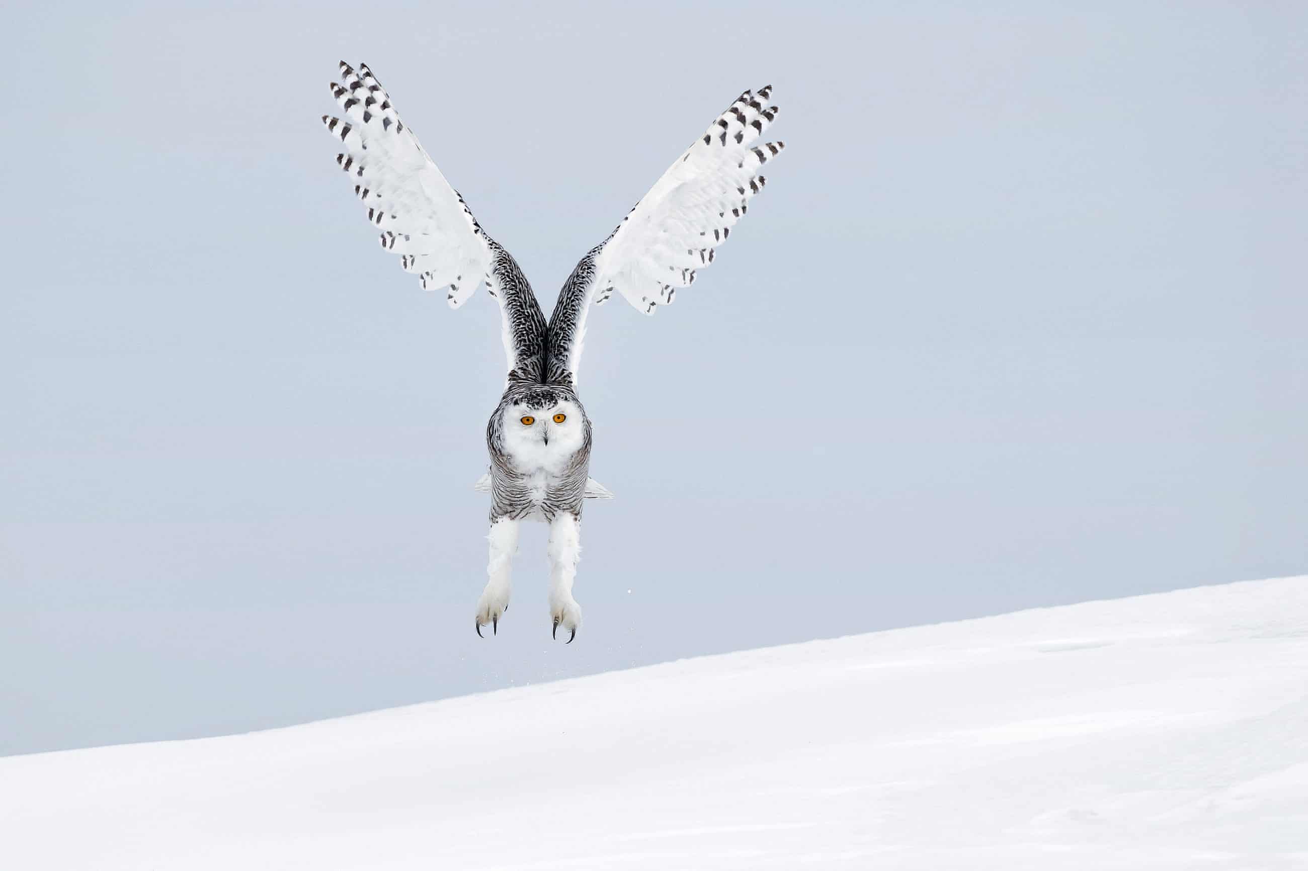 Top 10 Wildlife Photographs of the Year - Forestrypedia