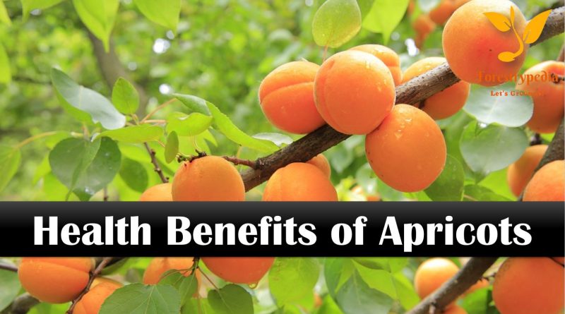 9 Health Benefits of Apricots - Forestrypedia