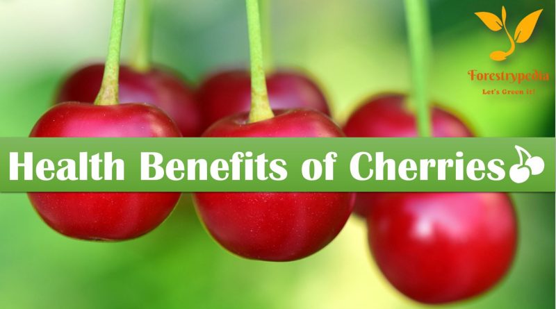 5 Health Benefits of Cherries - Forestrypedia