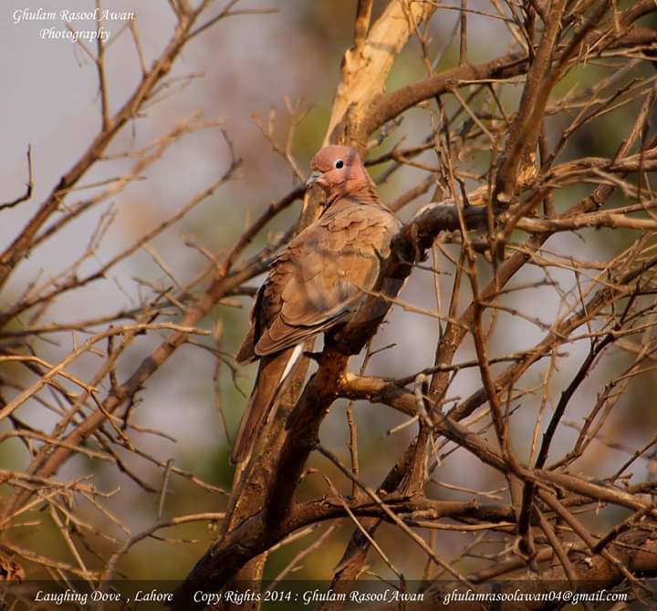 Laughing Dove (Streptopelia senegalensis) - Forestrypedia