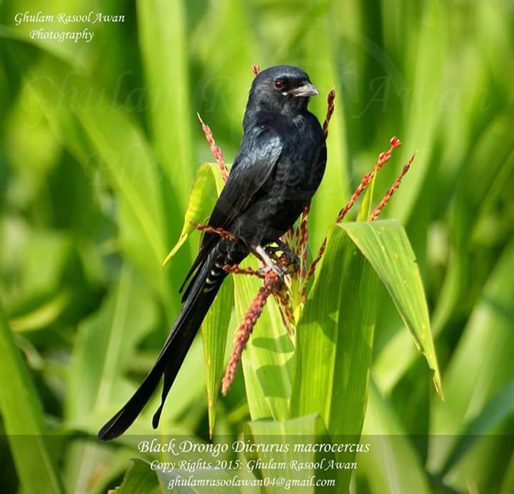 Black Drongo (Dicrurus macrocercus) - Birds of Pakistan