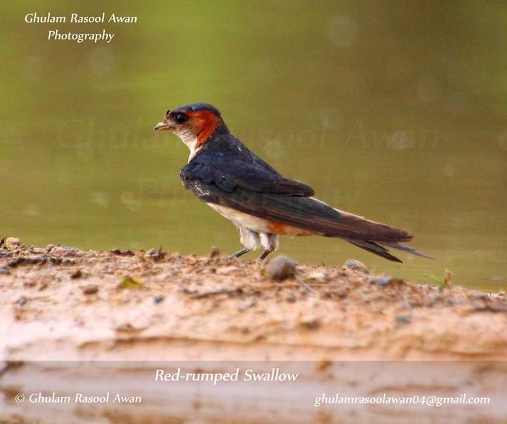 Red Rumped Swallow (Cecropis daurica) - Birds of Pakistan - forestrypedia.com
