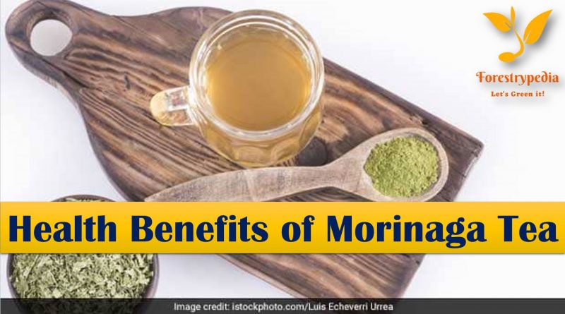 Moringa Tea: Fat Loss, Blood Pressure Control And Other Incredible Benefits - Forestrypedia