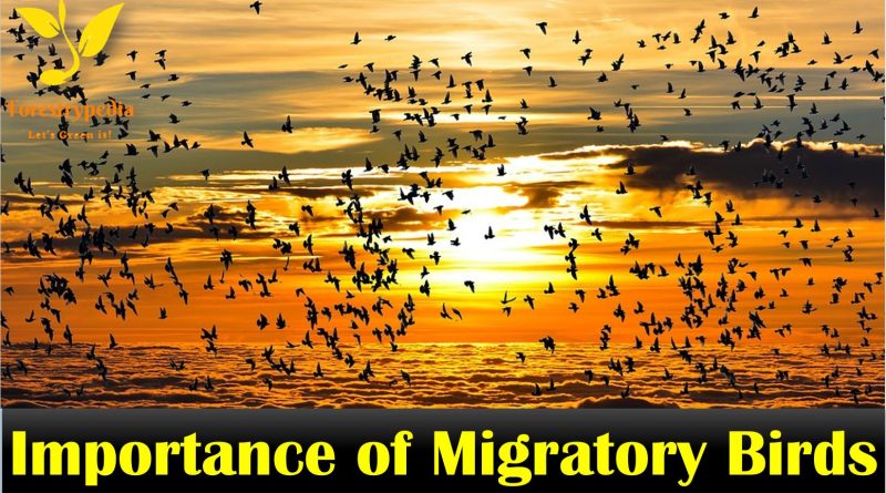 Importance of Migratory Birds - Forestrypedia