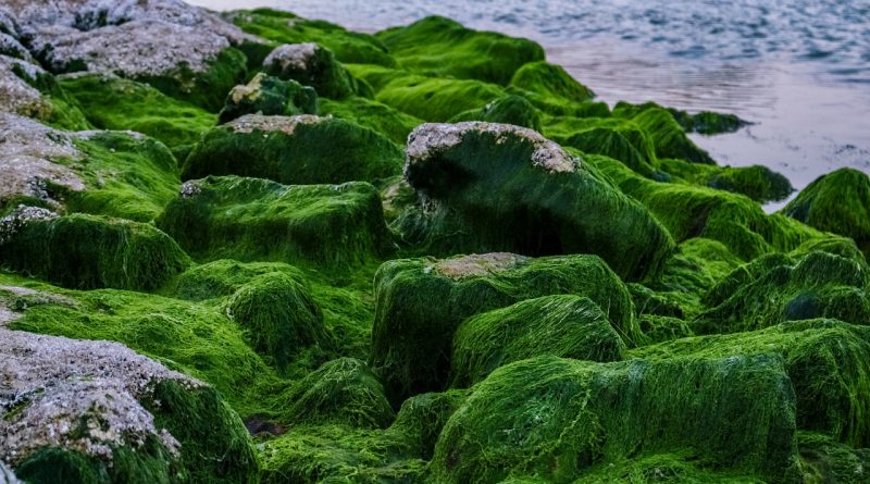 These 18 Facts Will Make you Respect Algae - Forestrypedia