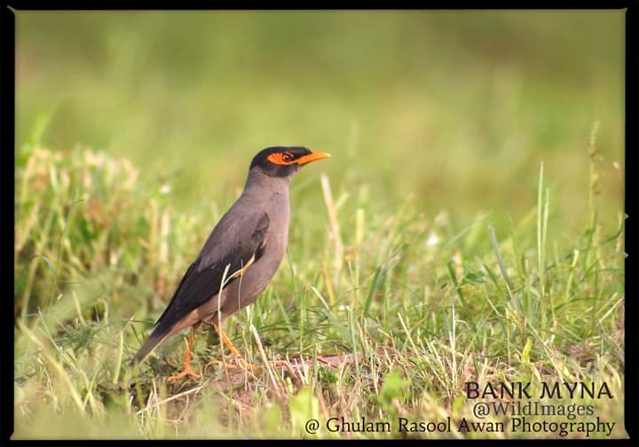 Bank Myna (Acridotheres ginginianus) - Birds of Pakistan