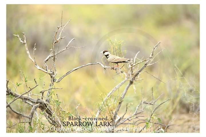 Black-Crowned Sparrow-Lark (Eremopterix nigriceps) - forestrypedia.com