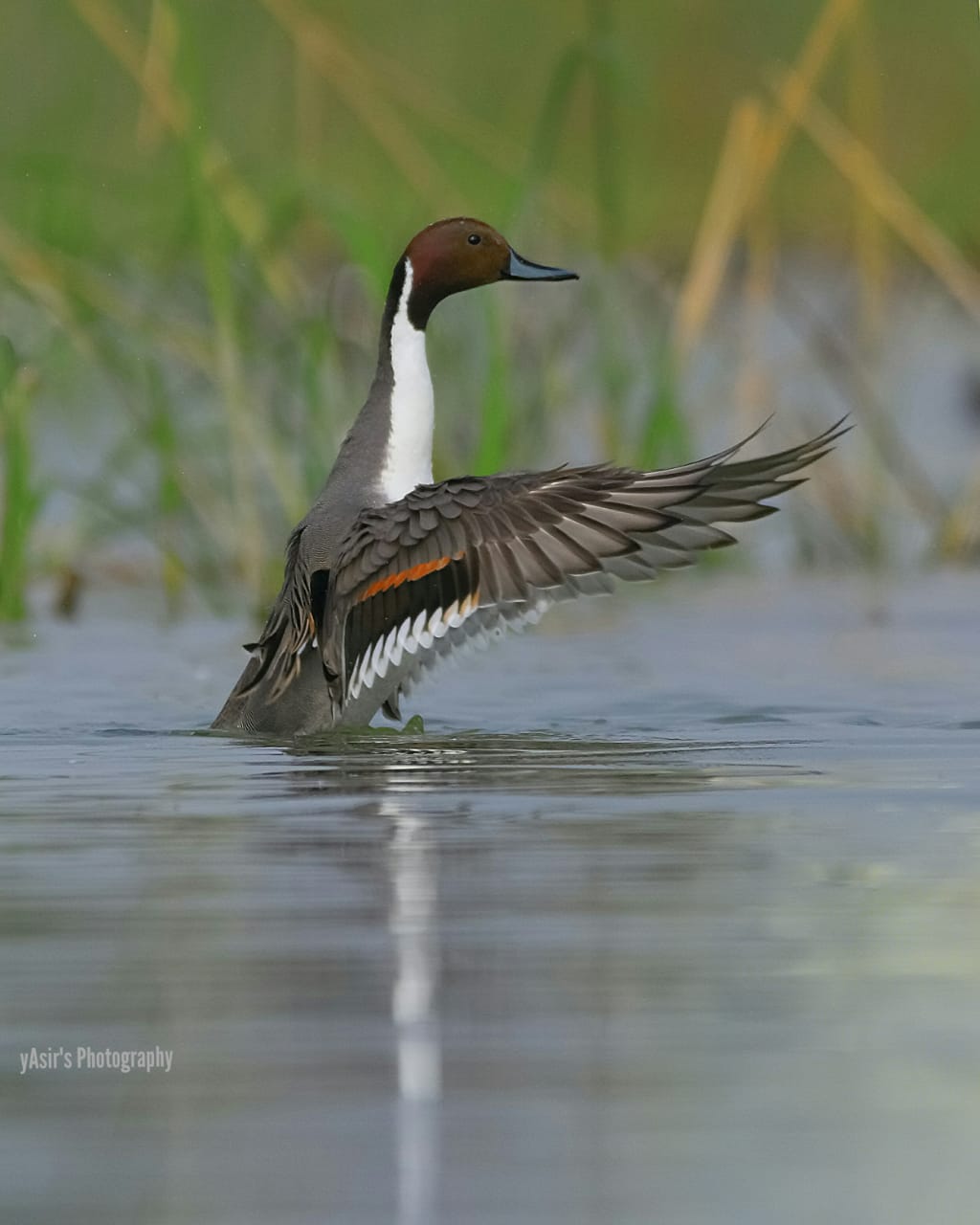 Northern Pintail (Anas acuta) - forestrypedia.com