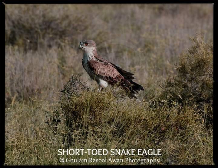 Short-toed Snake Eagle (Circaetus gallicus) - forestrypedia.com