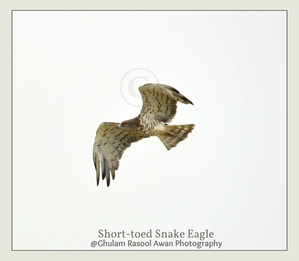 Short-toed Snake Eagle (Circaetus gallicus) - forestrypedia