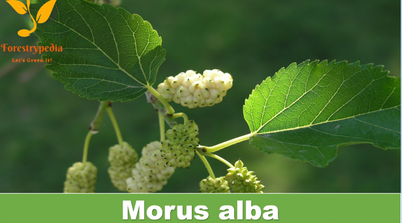 Morus alba - Mulberry - forestrypedia.com