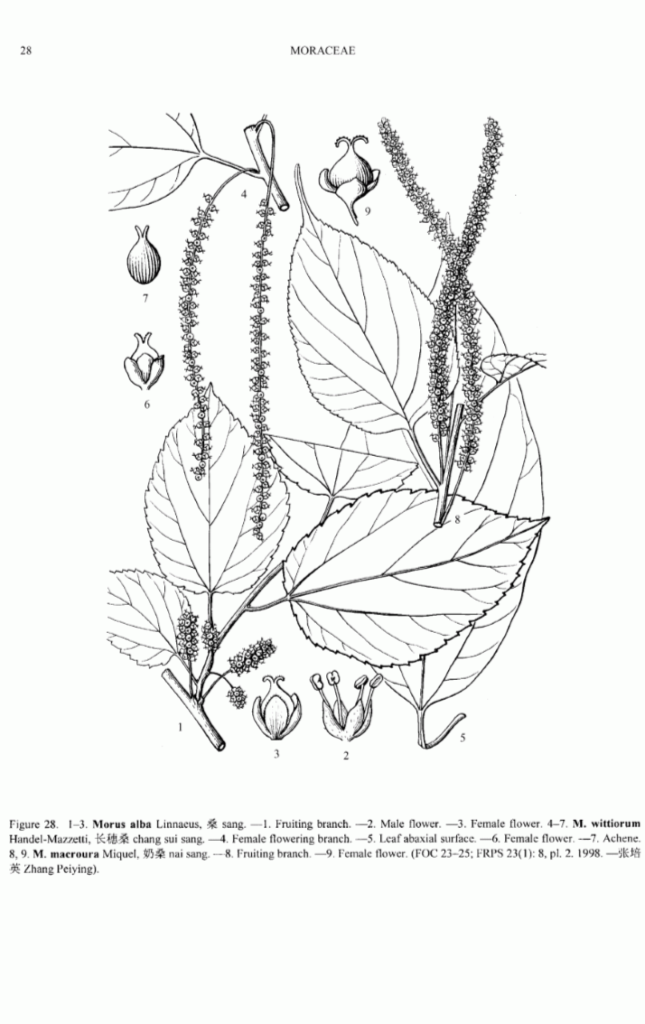 Morus alba - Tut /Mulberry - forestrypedia.com