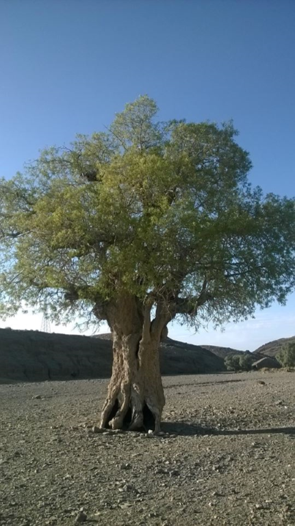 Shina (Pistacia khinjjak) at Killa Saifullah Balochistan Pakistan