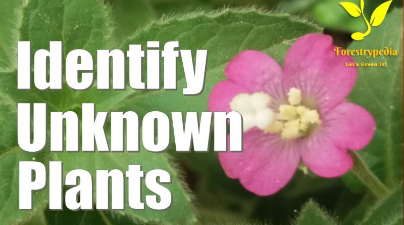 Here is how to Identify Unknown Plants using Visual Recognition Software - forestrypedia.com